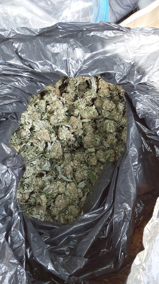 Cannabis located in car boot