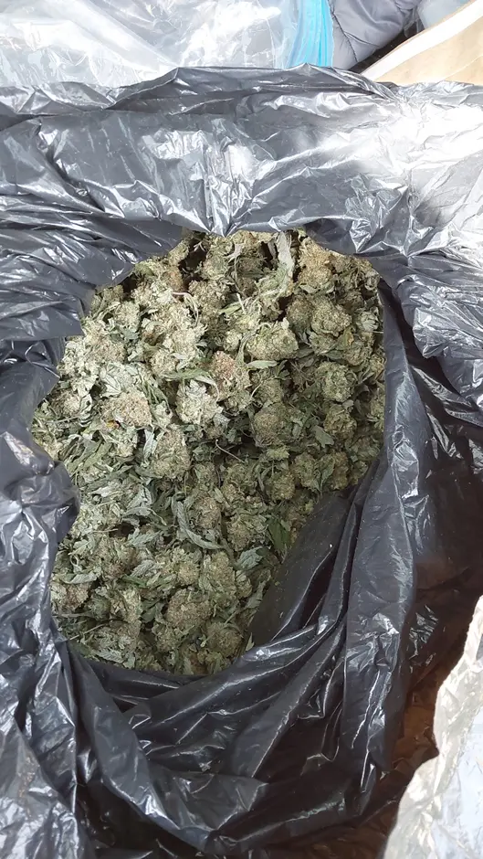 Cannabis located in car boot